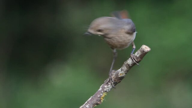 Common redstart female in the last evening lights