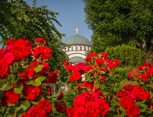 Beautiful Saint Sava christian catedral with blue cloudy sky and red roses in foreground