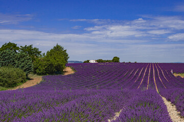 Fototapeta na wymiar Lavender flower fields. Provence, France Purple nature