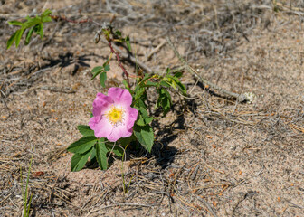 a fragment of a pink wild rose flower