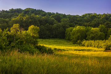 Fototapeta na wymiar Beautiful summer landscape bank of the creek with reeds in orange sunset