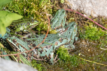 Frösche