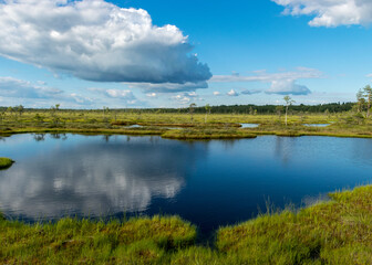 Fototapeta na wymiar summer landscape from the swamp, white cumulus clouds reflect in the dark swamp water. Bright green bog grass and small bog pines on the shore of the lake. Nigula bog, Estonia.