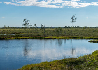 summer landscape from the swamp, white cumulus clouds reflect in the dark swamp water. Bright green bog grass and small bog pines on the shore of the lake. Nigula bog, Estonia.