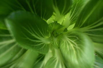 Fresh pakchoy mustard hydroponic plants