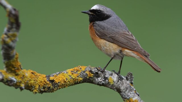 Common redstart male with the last lights of the afternoon, Phoenicurus phoenicurus
