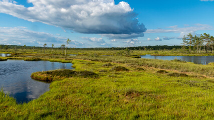 summer landscape from the swamp, white cumulus clouds reflect in the dark swamp water. Bright green bog grass and small bog pines on the shore of the lake. Nigula bog, Estonia.