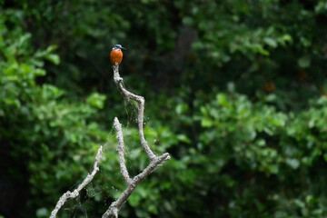 Eisvogel auf Aussichtsposten