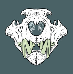 Skull of a lion