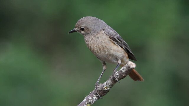 Common redstart female in the last evening lights