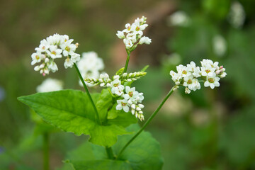 Buckwheat flower. Blossoming buckwheat steam on a green leaves background. Growing own healthy food. Closeup, selective focus