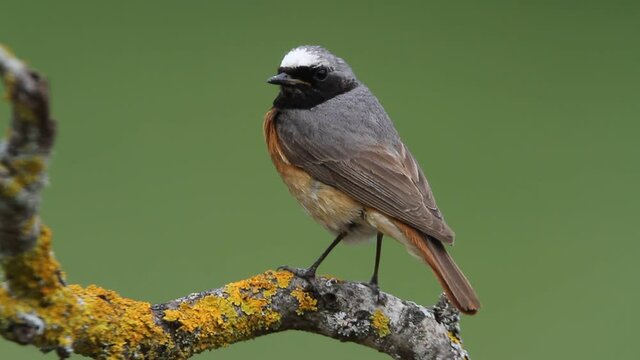 Common redstart male with the last lights of the afternoon, Phoenicurus phoenicurus