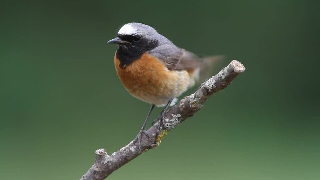 Common redstart male with the last lights of the afternoon, Phoenicurus phoenicurus