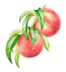 Watercolor peach fruits on a branch