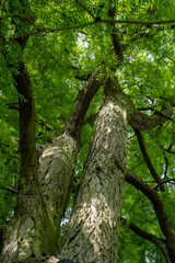 Fototapeta premium Gleditsia triacanthos 'Inermis'