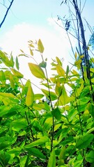 green leaves and sun