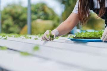 Obraz premium Growing vegetables using water or hydroponics using seeds to get organic vegetables that are free from toxins because hydroponics does not use pesticides. Organic vegetable concept for health