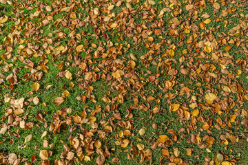 Autumn yellow leaves on green grass in the sun