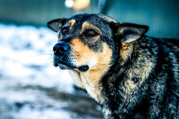 mans hand stroking the abandoned dog