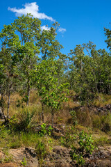 Australian bush in Litchfield National Park, Northern Territory, Australia.