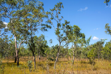 Obraz premium Australian bush in Litchfield National Park, Northern Territory, Australia.