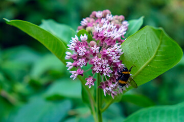 Beautiful closeup of bumblebee sitting on flower. Floral springtime. Close up, macro.