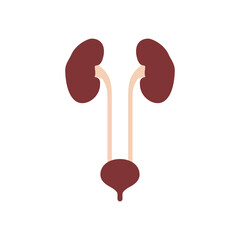 Flat icon kidneys and bladder isolated on white background. Human organs. Vector illustration.