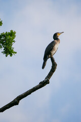 Kormoran