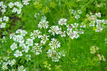Flowering coriander plant (Coriandrum sativum, Chinese parsley) with white pink flowers. Cilantro small flowers blooming in the herb garden. Closeup, selective focus, herbal background. - obrazy, fototapety, plakaty