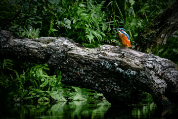Eisvogel 3 © C. Friedrich