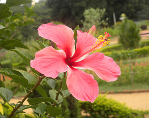 Obraz premium Red color Hibiscus rosa sinensis flower