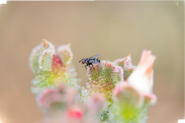 Fly an Insect in an open and  space above  difuse colourfully   plant s
