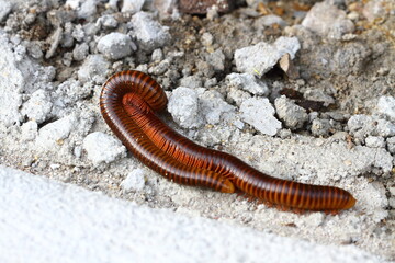 Mating of millipedes on cement floor during the breeding season