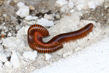 Mating of millipedes on cement floor during the breeding season
