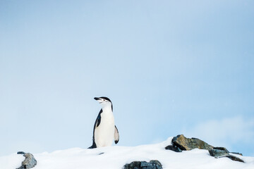 Chin strap penguin in the snow in Antarctica