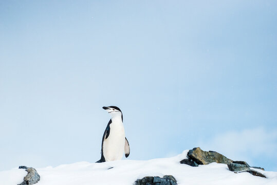 Chin Strap Penguin In The Snow In Antarctica