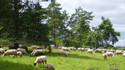 Obraz premium in einer Wachholderheide weidende Schafe