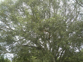 Big Ficus religiosa tree or Sacred fig tree