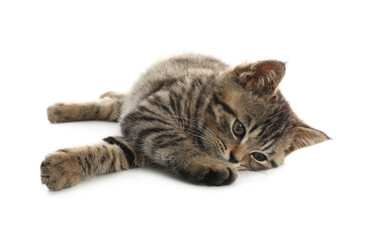 Cute tabby kitten on white background. Baby animal