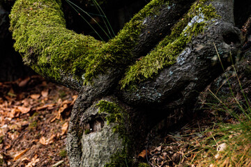 Moosbewachsene Wurzeln im Wald