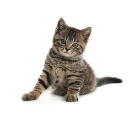 Cute tabby kitten on white background. Baby animal