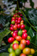 planta y fruto del café 