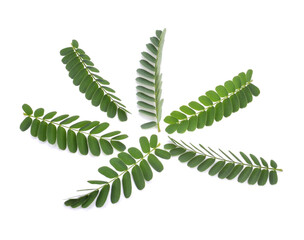 Freshness green leaves of young tamarind plant on white background isolated .The evergreen leaves are alternately arranged and pinnately lobed. The leaves are bright green. Sensitive focus background