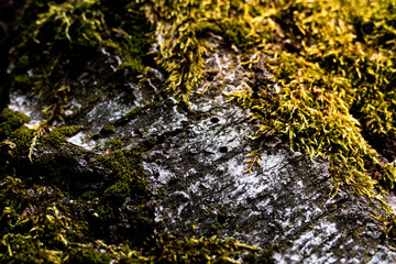 Birkenrinde mit Moos