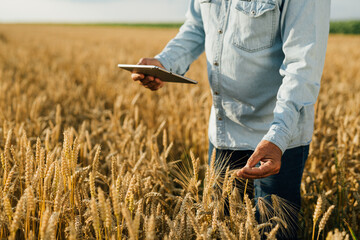 farmer using tablet computer outdoor in wheat field