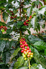 planta y fruto del caf&eacute; 