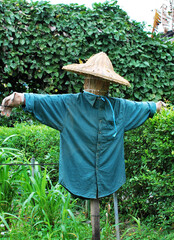 A scarecrow standing in a garden, wearing a blue shirts .