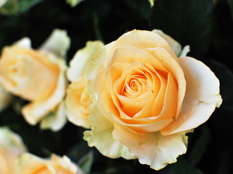 Close up of peach color roses