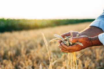farmer outdoor walking field of wheat, holding wheat in his hands