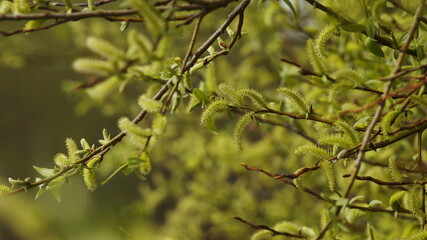 yellow-green fluffy flowers of a willow